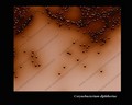 corynebacterium diphtheriae